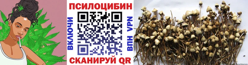 Купить  Порхов  Псилоцибиновые грибы ЛСД 